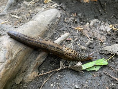 Slug on the Lake Blanche Trail