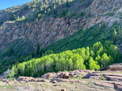 Aspen grove and rocks