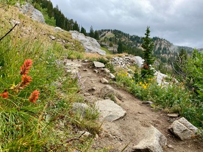 Wildflowers in bloom on the Catherine Pass Trail