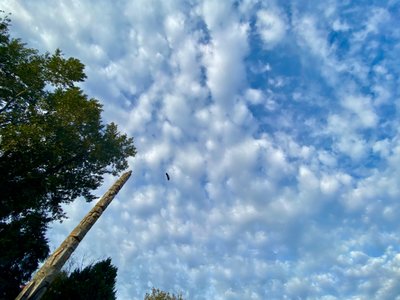 Eagle flying overhead