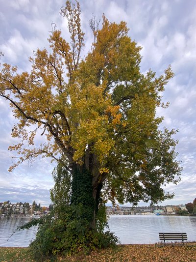 Large tree in West Montlake Park