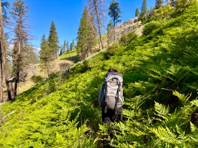 Hiking through ferns