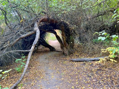 Cool overgrown tree on the trail