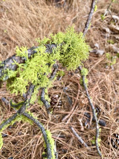 Moss growing on a branch