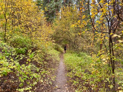 Back in the forest