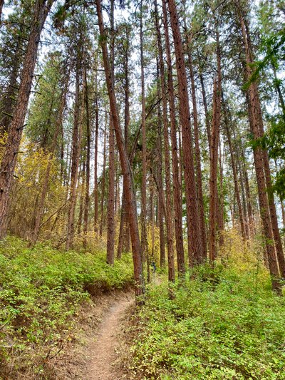 Tall pine trees