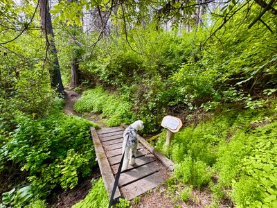 Bridge on Forest Loop