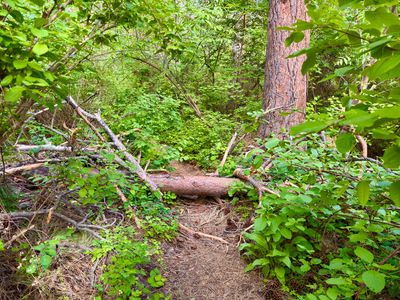Downed log