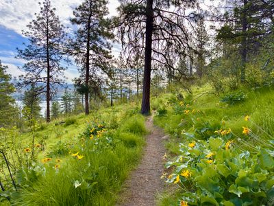 Arrowleaf Balsamroot on Bitterbrush Loop