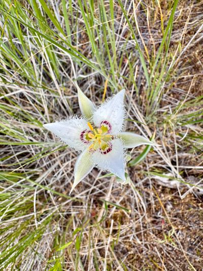 Lyall's Mariposa Lily