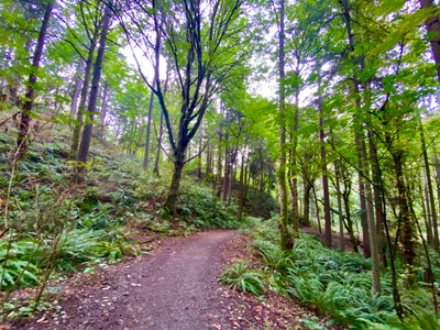 Llandover Woods Greenspace