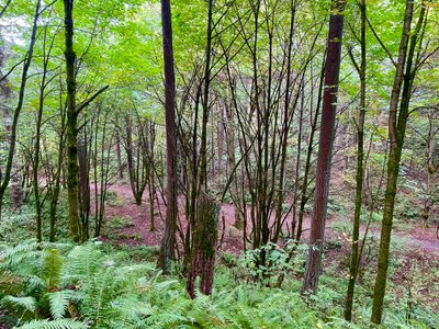 Looking down from the trail