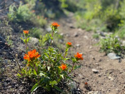 Applegate's Indian Paintbrush wildflower