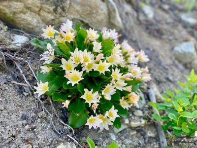 Siskiyou Lewisia wildflower