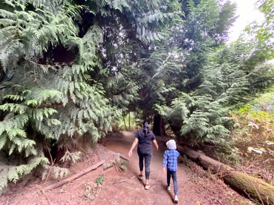 Walking through a grove of cedar trees on the Loop Trail