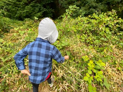 My son grabbing his first and only blackberry on the hike
