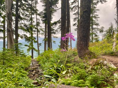 Fall flower off the Pacific Crest Trail