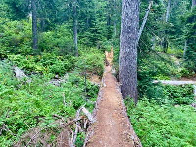 Fallen log across stream