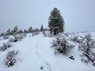 Turns through the bitterbush