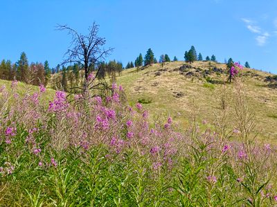 Wildflowers on the walk to the trailhead