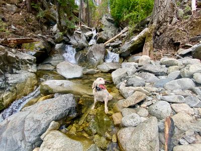 Gem cooling off in the North Fork of 25 Mile Creek