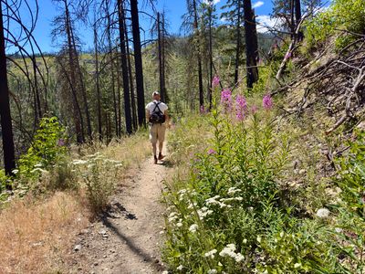 Wildflowers and burnt trees