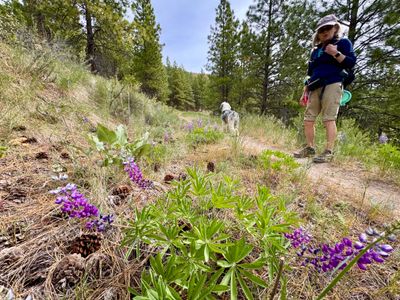 Lupine along the trail
