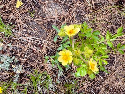 Sagebrush Buttercup