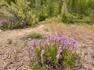 Penstemon