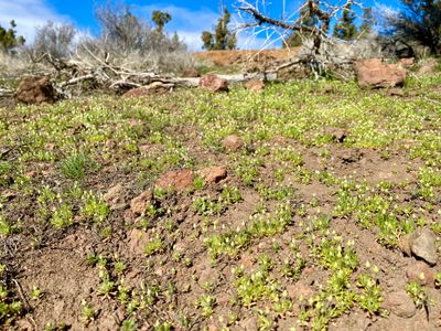 Wildflowers on the hike