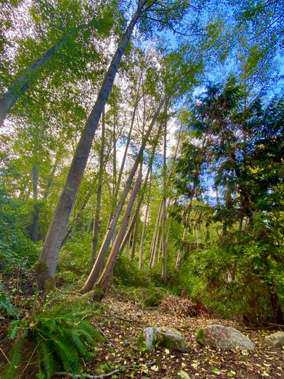 Pipers Creek Trail