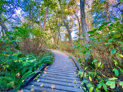 Platform through Carkeek Wetlands