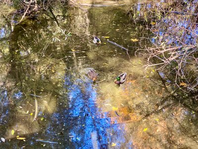 Ducks in the Carkeek Wetlands