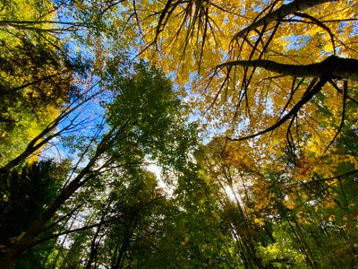 Forest canopy on Pipers Creek Trail