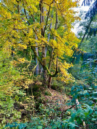 Forest along Pipers Creek Trail in Carkeek Park