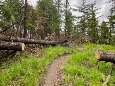Freshly cut blowdown on Pot Peak Trail