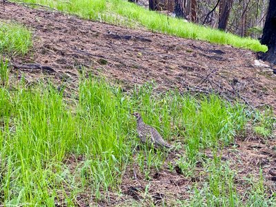 A mother grouse in the grass