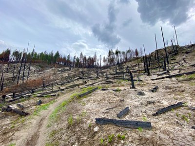 Burn area on Pot Peak hike