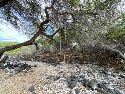Care for a swing?