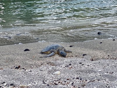 Obligatory sea turtle photo