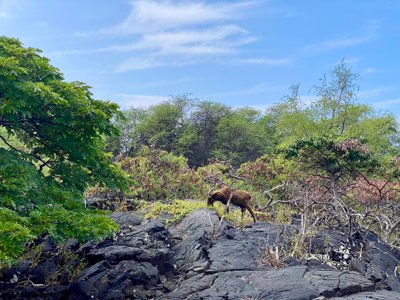 Goat along the 1871 Trail