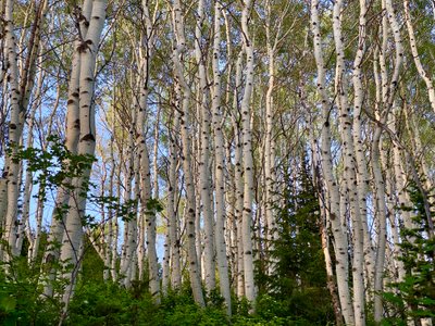 More aspens on Rob's Trail