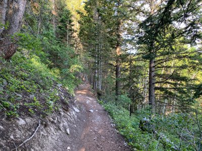 Walking through the pines on Rob's Trail