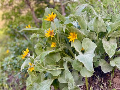 Wildflower or weed along Rob's Trail?