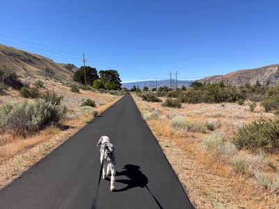 My puppy on the trail