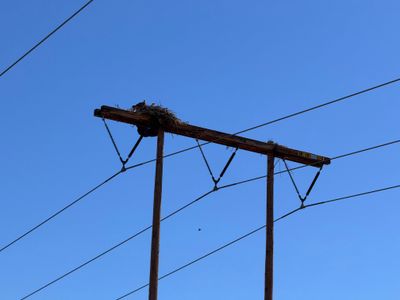 Osprey