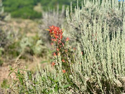 Wildflower on the Round Valley Express Trail