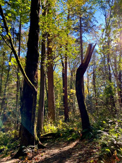 The North Trail in Saint Edward State Park