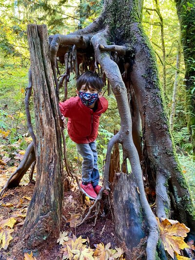 Cool tree