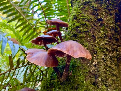 Mushrooms growing along South Canyon Trail